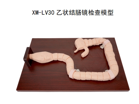 乙状结肠镜检查模型
