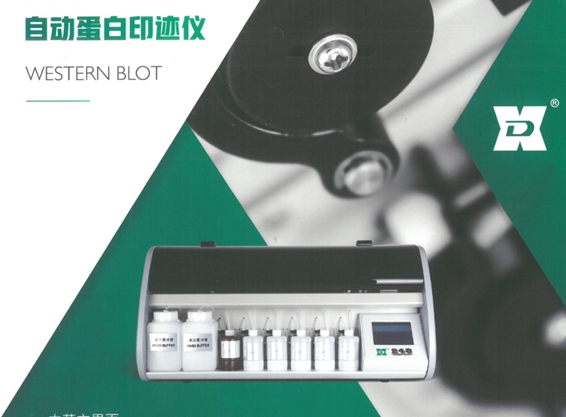 全自动蛋白印迹仪