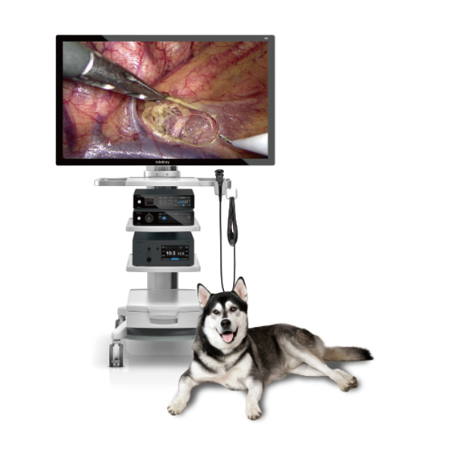 动物用4K内窥镜系统