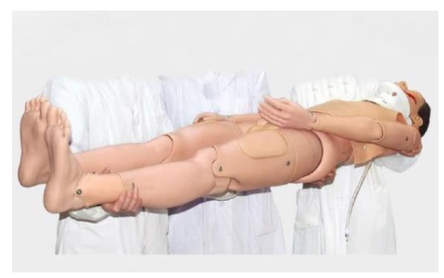 脊椎损伤搬运模型人