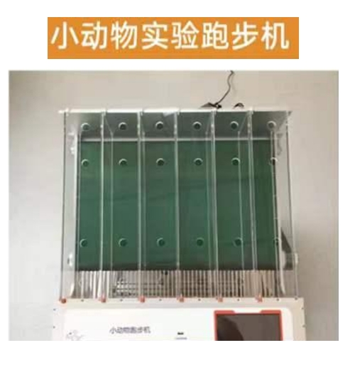 六跑道动物跑台