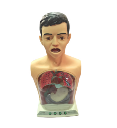 高级透明洗胃机制模型