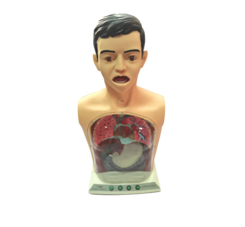 多功能透明洗胃模型