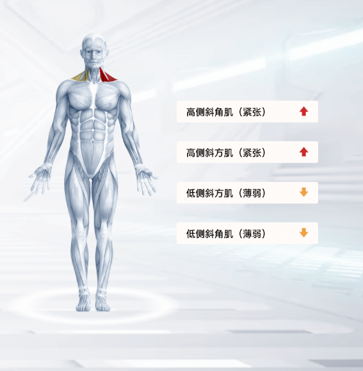 体态医学图像处理软件（体态评估）