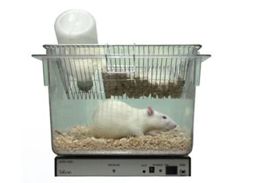大小鼠植入式生理信号遥测系统